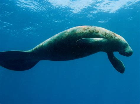 West Indian Manatee