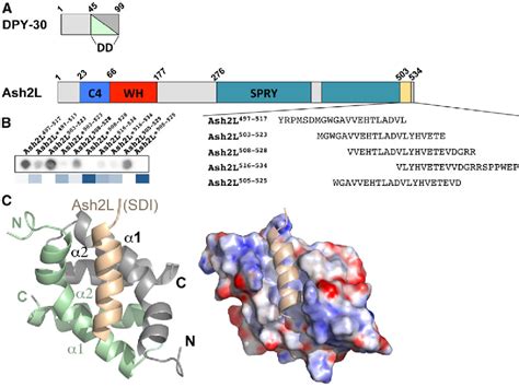 NURF complex | Semantic Scholar