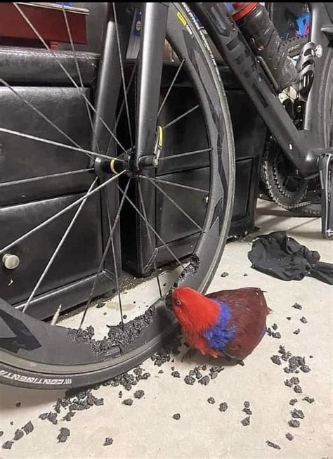 FUCK THIS BIKE IN PARTICULAR FUCKYOUINPARTICULAR