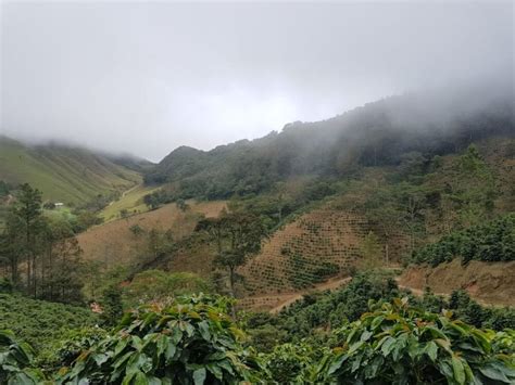 Кофе Гондурас Сан Маркос (Honduras San Markos), гондурасский купить в ...