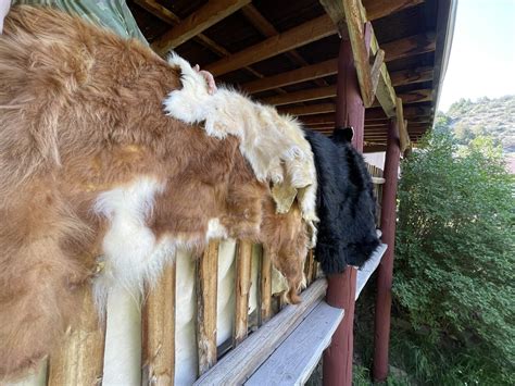 Scottish Highland Cattle Hides — The Copper Bar Ranch