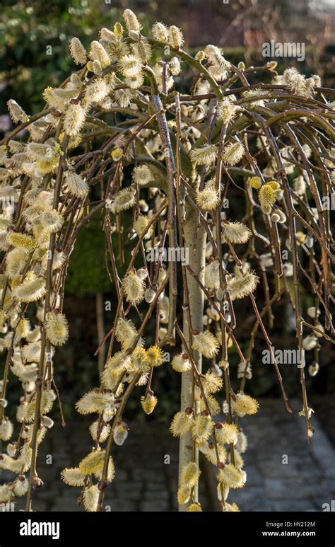 Blooming Pussy Willow Salix Caprea Stock Photo Alamy