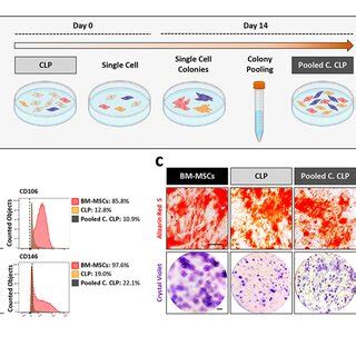 Clp Tissue Derived Fibroblasts Characterization A H E Staining Of A