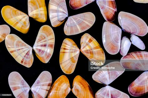 Coquina Saltwater Clam Mollusc Opened Shells Like Butterflies Stock