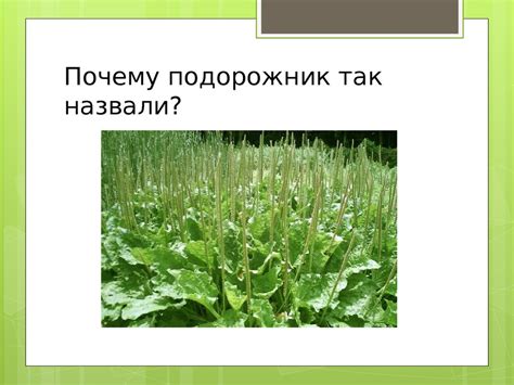 Зелёная аптека. Подорожник - презентация онлайн