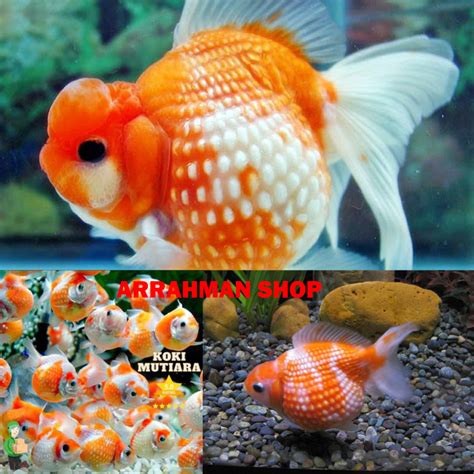 jual ikan koki mutiara ikan mas koki mutiara ikan hias aquascape