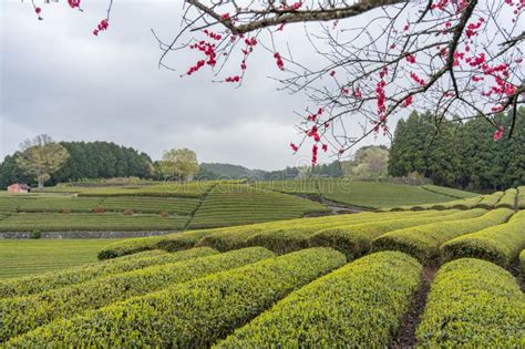 tea plantation  shizuoka japan stock image image  leaf japan