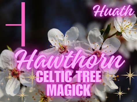Celtic Tree Magick Hawthorn Claire Stone Celtic Tree Magick Hawthorn