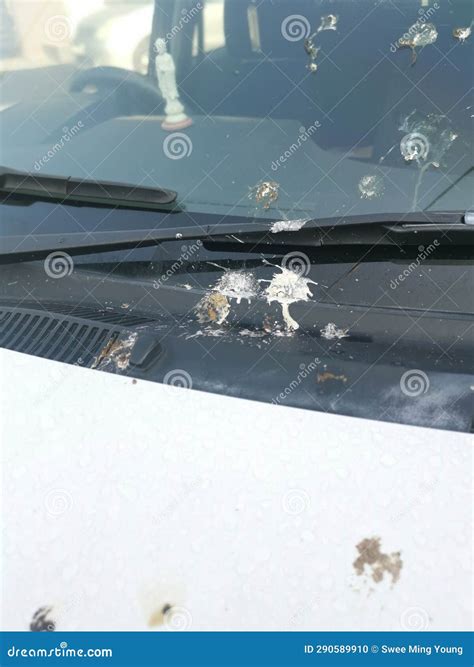 Pigeon Droppings on the Surface of a White Car Body. Stock Photo ...