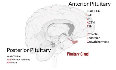 Mnemonic for hormones – My Endo Consult