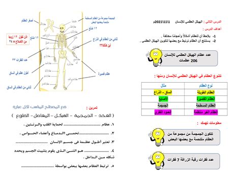 ملخص درس الهيكل العظمي لمادة العلوم للصف الرابع الفصل الاول سلطنة عمان