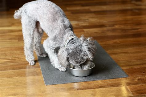 【獣医師監修】トイプードルがご飯や餌を食べない原因と対策 ココグルメ