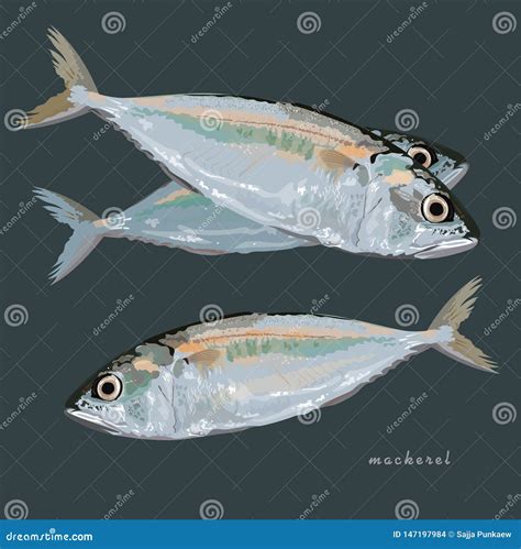 Mackerel Fish Vector Eps 10 Format Stock Vector Illustration Of