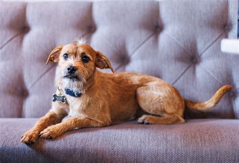 Eastern Standard Model - FHS - Winston Salem Pet Photographer - DesiLu