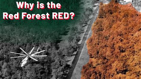 Chernobyl Red Forest Animals