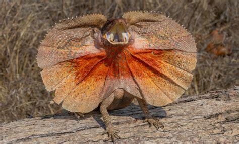 Australia Land Of Dragons