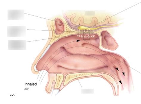 nasal anatomy Diagram | Quizlet