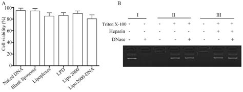 A In Vitro T Cell Survival Rates B Dnase Digestion Assay I