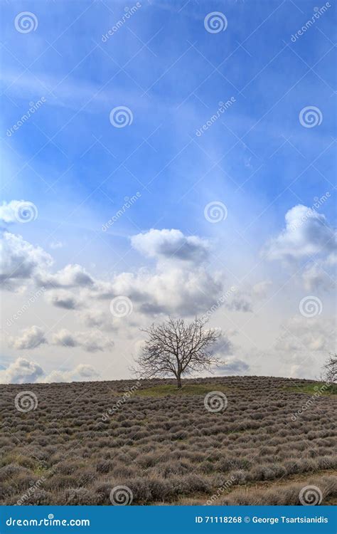 Field With Naked Tree Stock Photo Image Of Aerial Blue 71118268