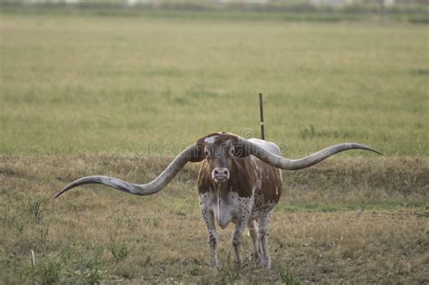 Texas Longhorn Stock Photo Image Of Carpet Eastern 337903256