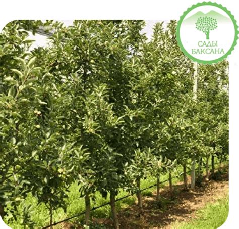 Питомник саженцев яблони | Интертехноком