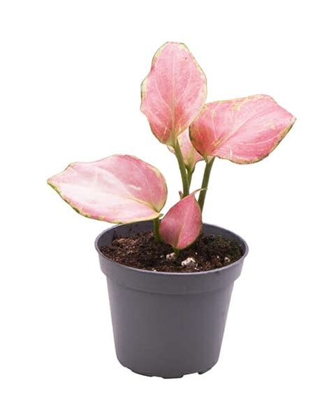 Aglaonema Red Dragon - Lundagerplants