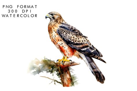 Watercolor Hawk Sublimation Graphic By WatercolorByKr Creative Fabrica