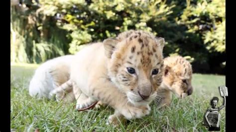 Filhote De Leao E Tigre - Filhotes De Ligres Brancos E Tigons Um Leão Branco E Uma Tigresa