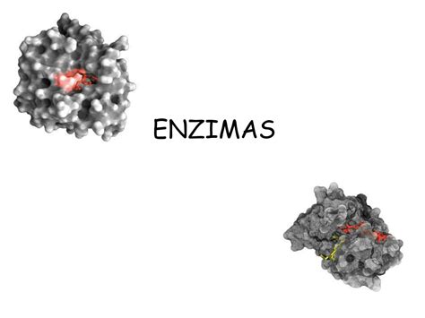 Solution Apresenta O De Enzimas Studypool