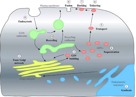 schematic   journey glut takes   subcellular