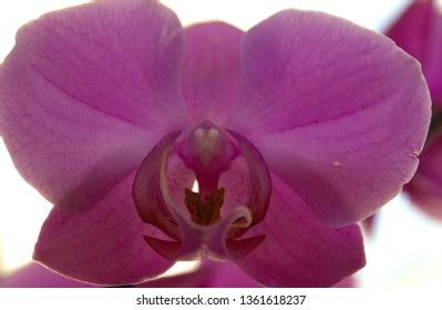 Sex Pussy Vulva Clitoris Vagina Orgasm Stock Photo Shutterstock