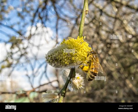 Honey Bee Apis Melifra Collecting Pollen From A Willow Blossom Pussy Willow In Spring Time