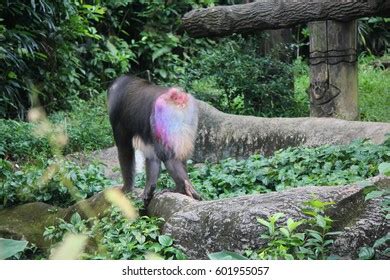 85 Baboon Ass Royalty Free Images Stock Photos Pictures Shutterstock