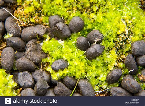 Reindeer Droppings Dot The Moss In The Tundra Stock Photo Alamy