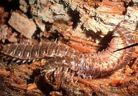 Millipedes Mating Pseudopolydesmus Bugguidenet