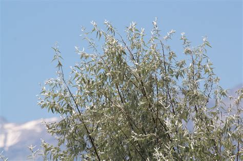 Джида - фото и картинки: 64 штук