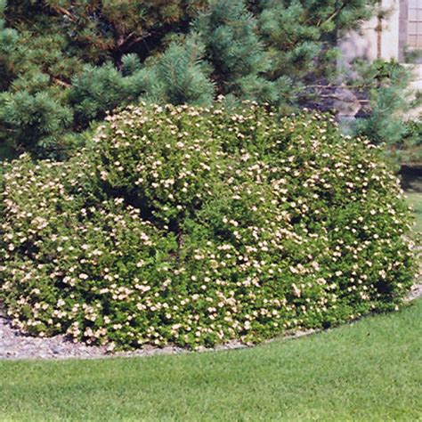 Potentilla fruticosa (лапчатка кущова) 'Daydawn' - Сад-Город