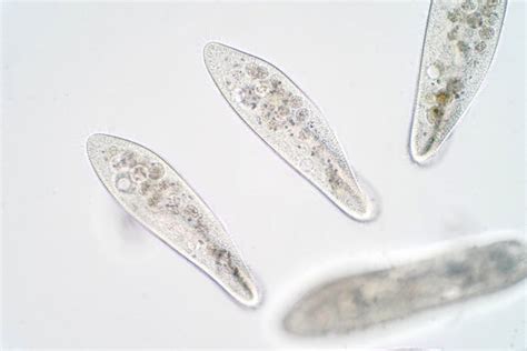 Ciliates Under Microscope