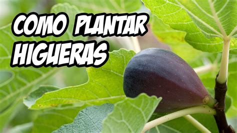 COMO PLANTAR UNA HIGUERA CON ÉXITO La Huerta de Ivan YouTube