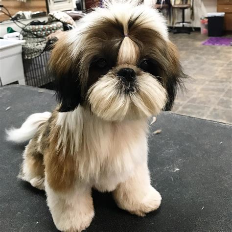 Ace Pet Grooming | Yuba City CA
