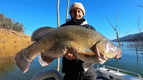 1m Murray Cod Monster Lake Eildon Murray Cod Fishing Australia