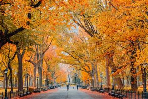 Central Park Fall