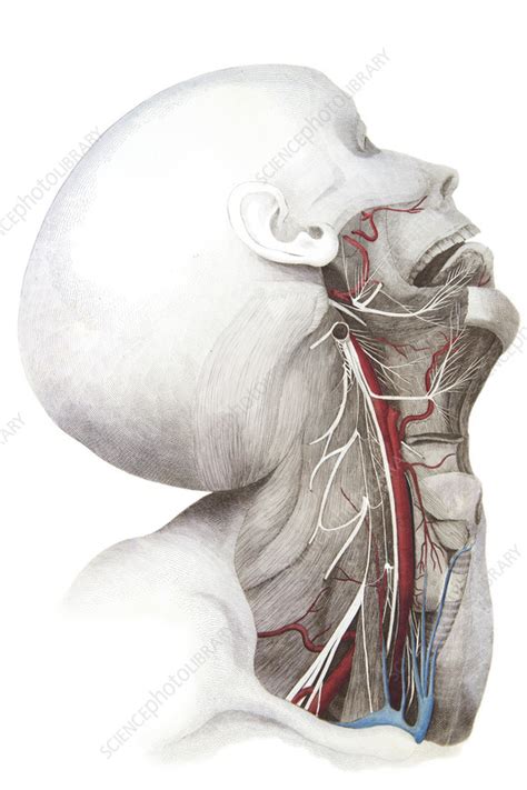 neck  face illustration stock image  science photo