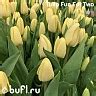 Tulip Dutch Mountain авторское фото BUFL.RU