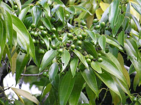 Cinnamomum verum (Ceylon True Cinnamon; කුරුඳු) – Lakpura™
