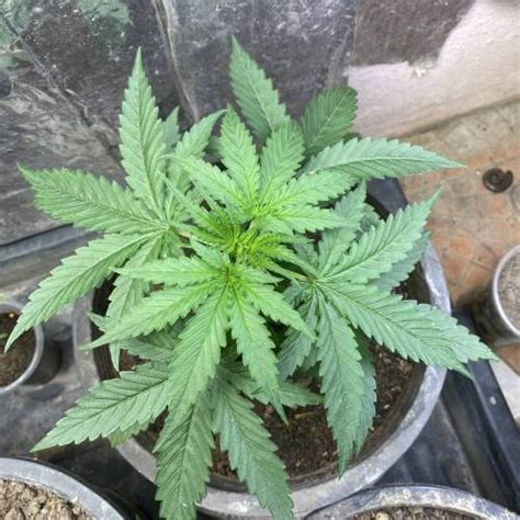 Anesia Seeds Auto Strawberry Banana Grow Journal By Thanatphong