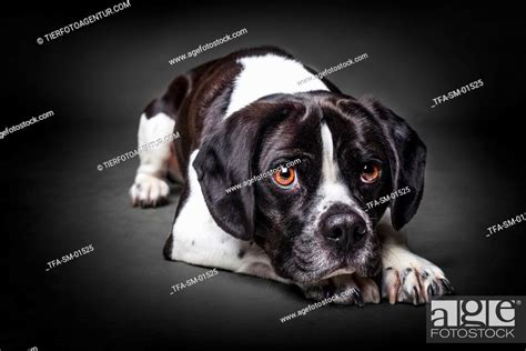 Lying Puggle Stock Photo Picture And Rights Managed Image Pic Tfa