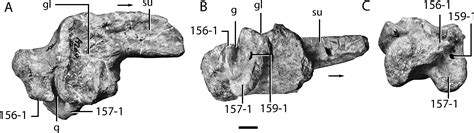 The Early Evolution of Archosaurs: Relationships and the Origin of ...