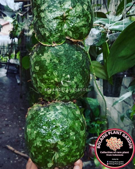 Hoya Imbricata Green Splash Bolang Plant Garden