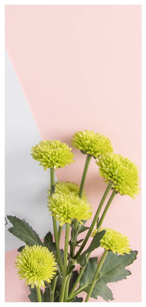 detail bunga wallpaper hd koleksi nomer